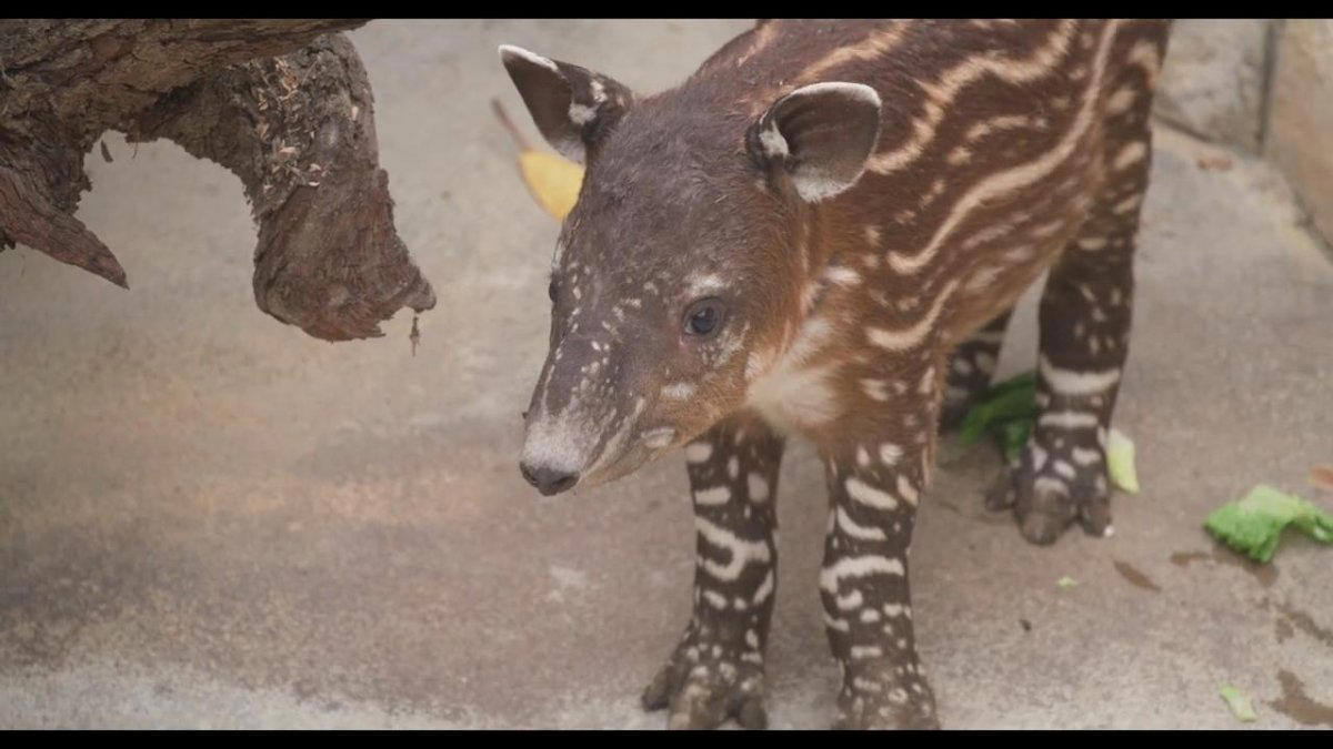 watch: san diego zoo celebrates birth of endangered baird's tapir