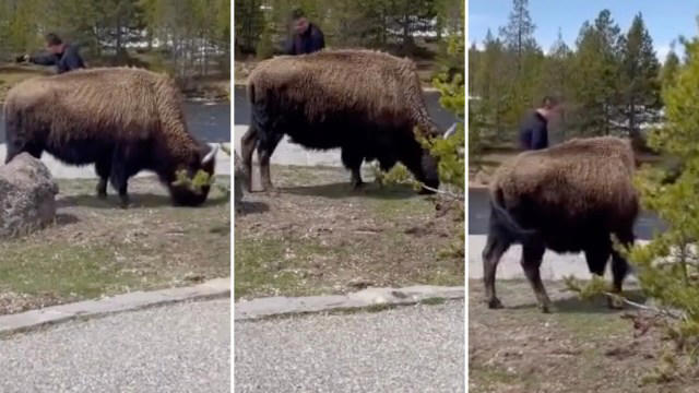 parkgoer shares frustrating video of fellow tourist 'tempting fate' for selfie with bison at national park: 'people are out of touch with nature'