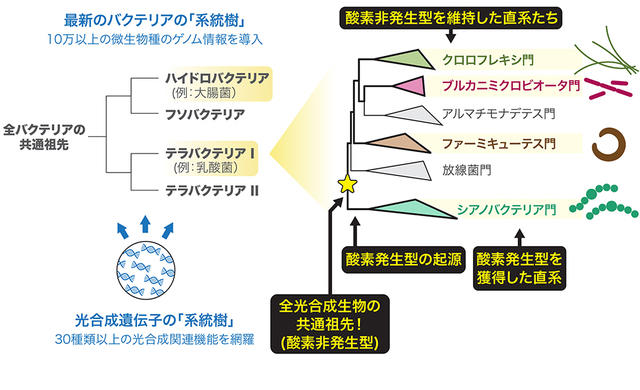 最新バクテリアの系統樹と光合成遺伝子のマッピング結果（図版提供：JAMSTEC） 拡大画像表示