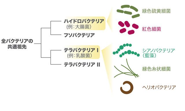 光合成を行う生物はいつ誕生したのか？地球生命史年表が書き変わる大発見に迫る！