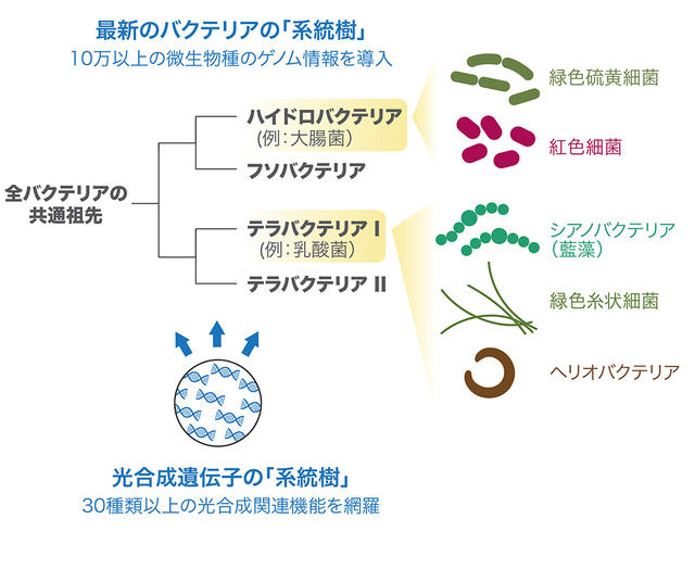 バクテリアの進化系統樹と光合成の謎（図版提供：JAMSTEC） 拡大画像表示