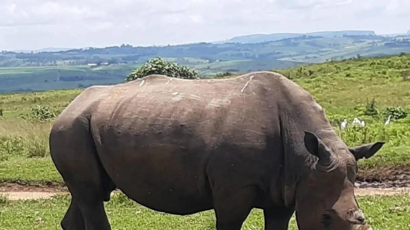 tragedy as 18-year-old midlands rhino dies after drowning