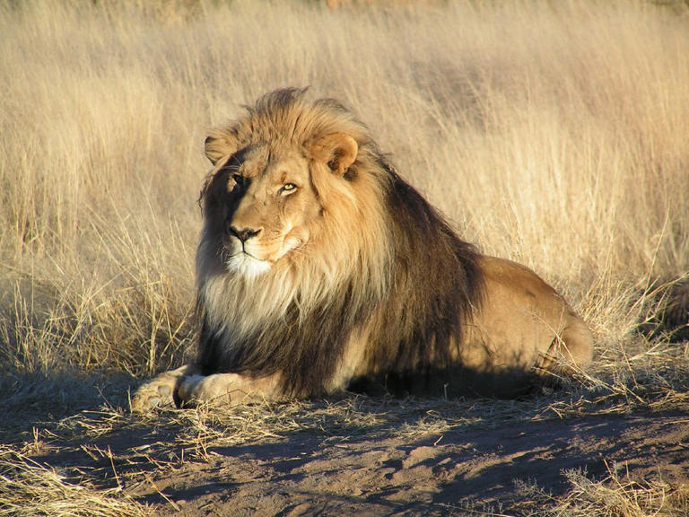 Rare Black-Maned Ethiopian Lion Encounter