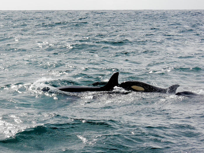 sorpresa en la biología marina: nueva especie de orca descubierta