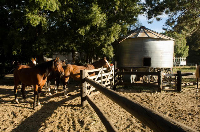 state government files lawsuit against horse farm after discovering massive manure pile likely contaminating water: 'hundreds of thousands of cubic feet'