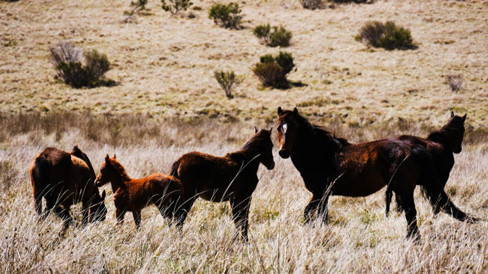 nsw government accepts findings of review into brumby rehoming program in kosciuszko national park