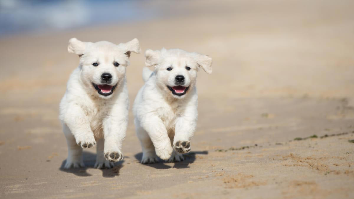 de mooiste witte hondenrassen: sierlijk en puur