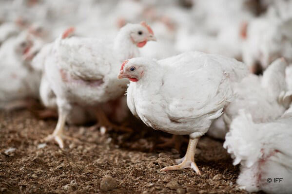 iff expands the launch of industry-leading poultry solutions in the eu