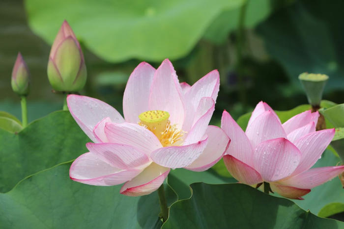池に浮かぶハスとスイレンの花 早朝の一期一会 大阪・咲くやこの花館 花さんぽ