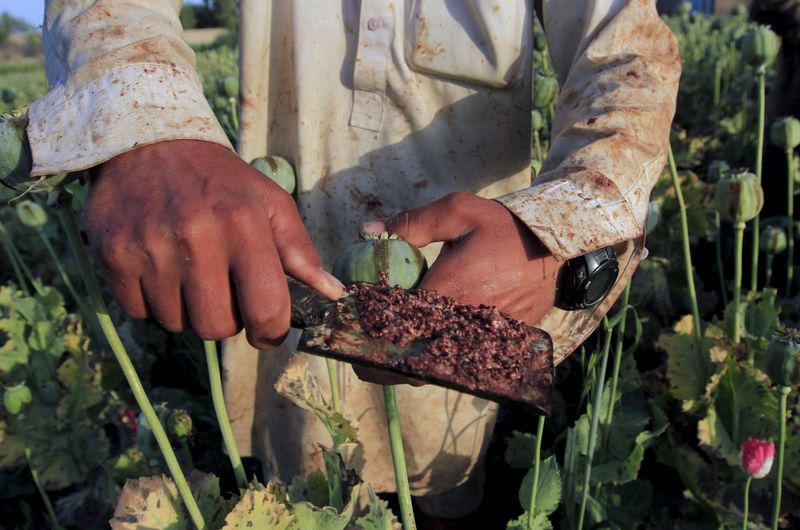 la onu alerta de las muertes por sobredosis tras la caída en picado de la producción afgana de opio