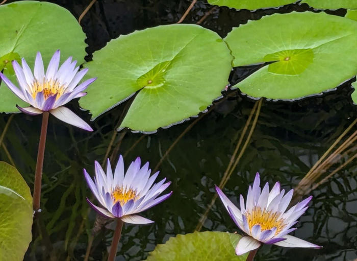 池に浮かぶハスとスイレンの花 早朝の一期一会 大阪・咲くやこの花館 花さんぽ