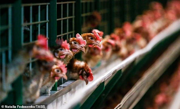 bird flu detected at eighth farm in victoria