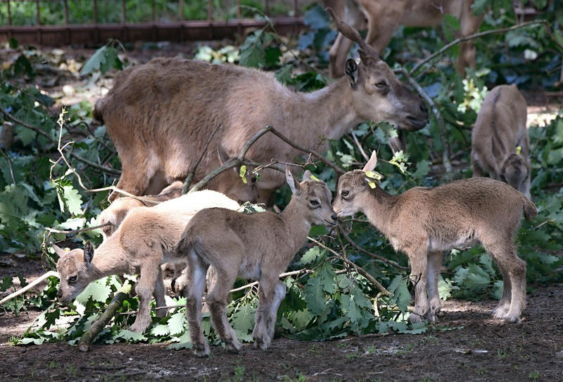 vzácné kozy šrouborohé v olomoucké zoo na jaře přivedly na svět 12 mláďat