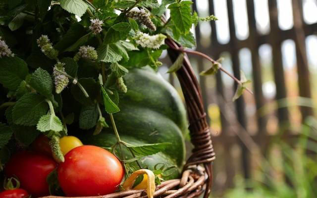 zdrowe i pyszne pomidory - proste triki na obfite plony. sprawdź sekrety plantatorów pomidorów. co zrobić aby obrodziły? 30.06.2024