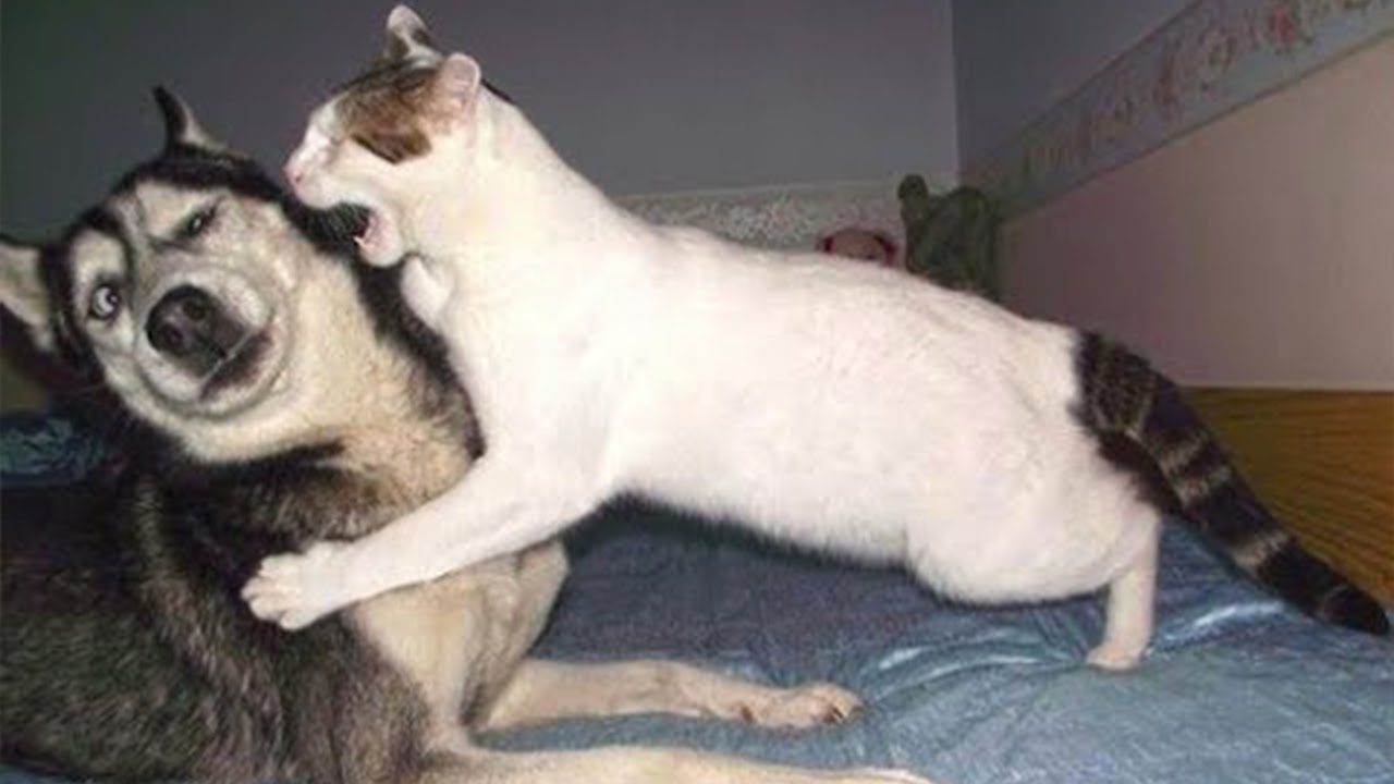 Cats and dogs doing the funniest things together