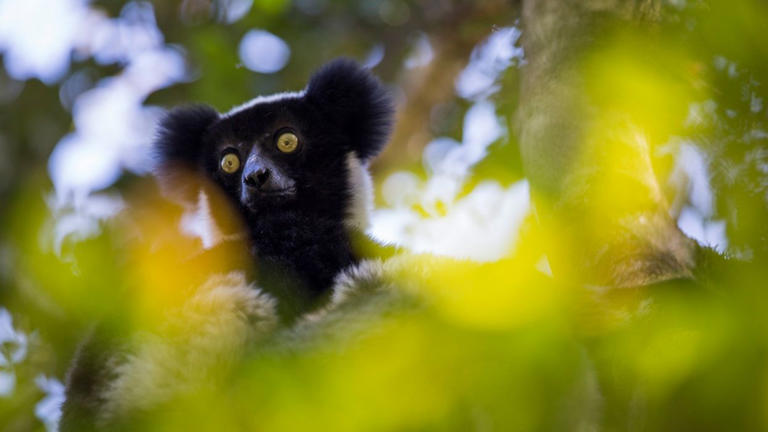 Madagascan lemur ‘honks’ are music to our ears