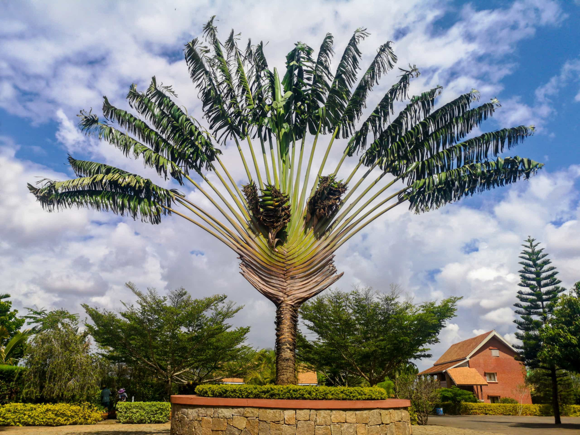 <p>This iconic flowering plant isn't a true palm, although it's referred to as traveler's palm.</p><p>You may also like:<a href="https://www.starsinsider.com/n/458629?utm_source=msn.com&utm_medium=display&utm_campaign=referral_description&utm_content=265328v11en-us"> Actors you didn't realize were also child actors</a></p>