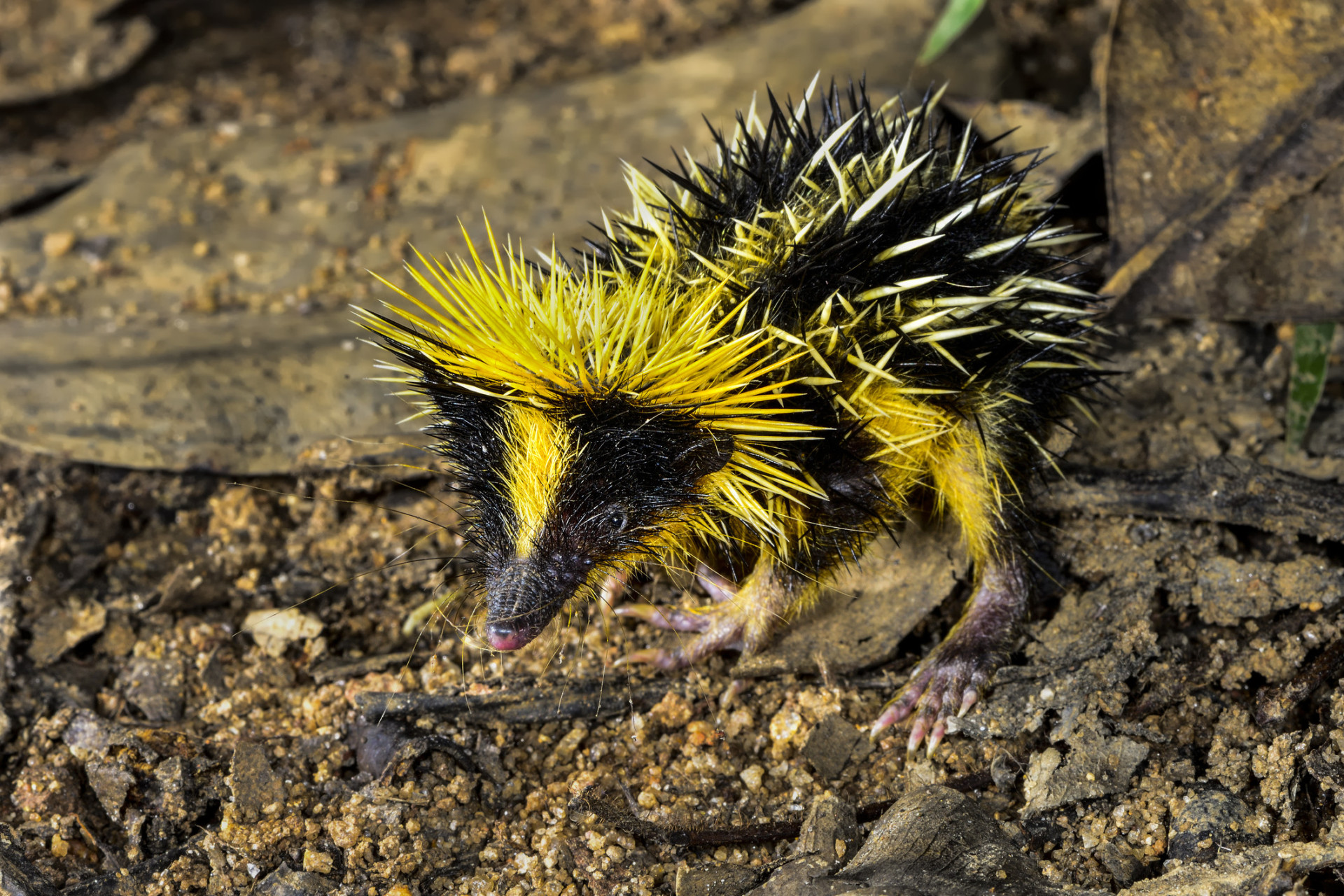 Tenrecs are found on Madagascar and in parts of the African mainland. A diverse species, some resemble hedgehogs, like this spiky, punky, peroxide-colored resident.<p><a href="https://www.msn.com/en-us/community/channel/vid-7xx8mnucu55yw63we9va2gwr7uihbxwc68fxqp25x6tg4ftibpra?cvid=94631541bc0f4f89bfd59158d696ad7e">Follow us and access great exclusive content every day</a></p>
