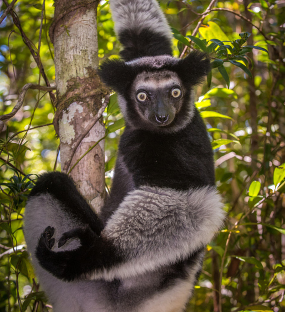 Known also as the babakoto, the critically endangered indri is one of the largest lemurs found on the island. This particular species is the subject of numerous myths and legends surrounding the Malagasy people.<p><a href="https://www.msn.com/en-us/community/channel/vid-7xx8mnucu55yw63we9va2gwr7uihbxwc68fxqp25x6tg4ftibpra?cvid=94631541bc0f4f89bfd59158d696ad7e">Follow us and access great exclusive content every day</a></p>