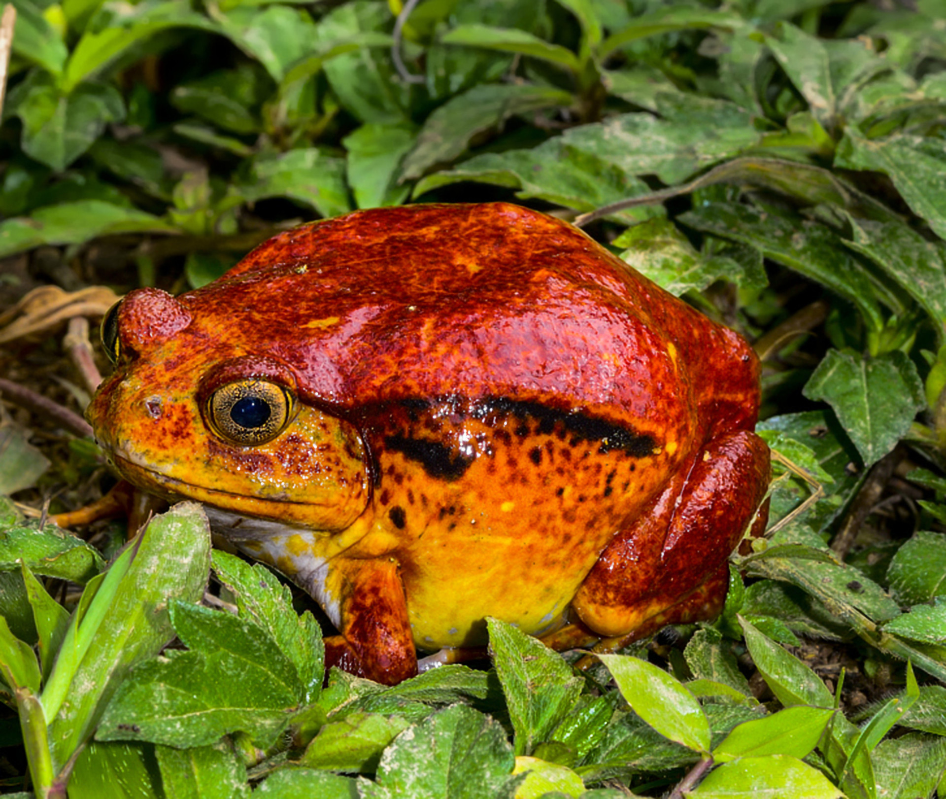 These flame-red and somewhat comedic <a href="https://uk.starsinsider.com/travel/264476/hop-on-discover-some-of-the-worlds-most-colorful-and-curious-looking-frogs" rel="noopener">amphibians</a> are an endangered species.<p>You may also like:<a href="https://www.starsinsider.com/n/182465?utm_source=msn.com&utm_medium=display&utm_campaign=referral_description&utm_content=265328v11en-us"> Transgender people who helped shape history</a></p>