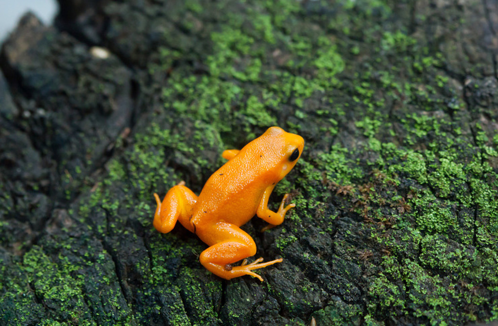 One of Madagascar's most threatened amphibian species, this attractive frog is poisonous. Admire it from a distance.<p><a href="https://www.msn.com/en-us/community/channel/vid-7xx8mnucu55yw63we9va2gwr7uihbxwc68fxqp25x6tg4ftibpra?cvid=94631541bc0f4f89bfd59158d696ad7e">Follow us and access great exclusive content every day</a></p>