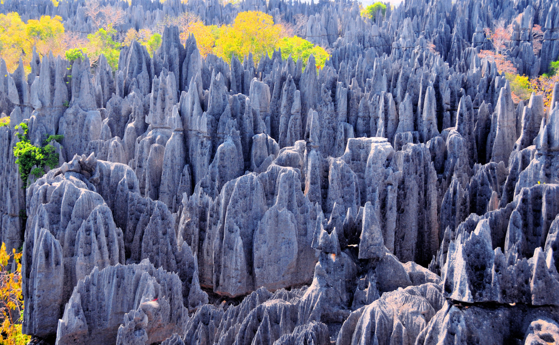 The UNESCO protected mineral forest of Tsingy de Bemaraha stands on the western coast of Madagascar. The astonishing limestone formations resemble blades and are razor sharp.<p>You may also like:<a href="https://www.starsinsider.com/n/257386?utm_source=msn.com&utm_medium=display&utm_campaign=referral_description&utm_content=265328v11en-us"> Successful celebrities who never finished high school</a></p>