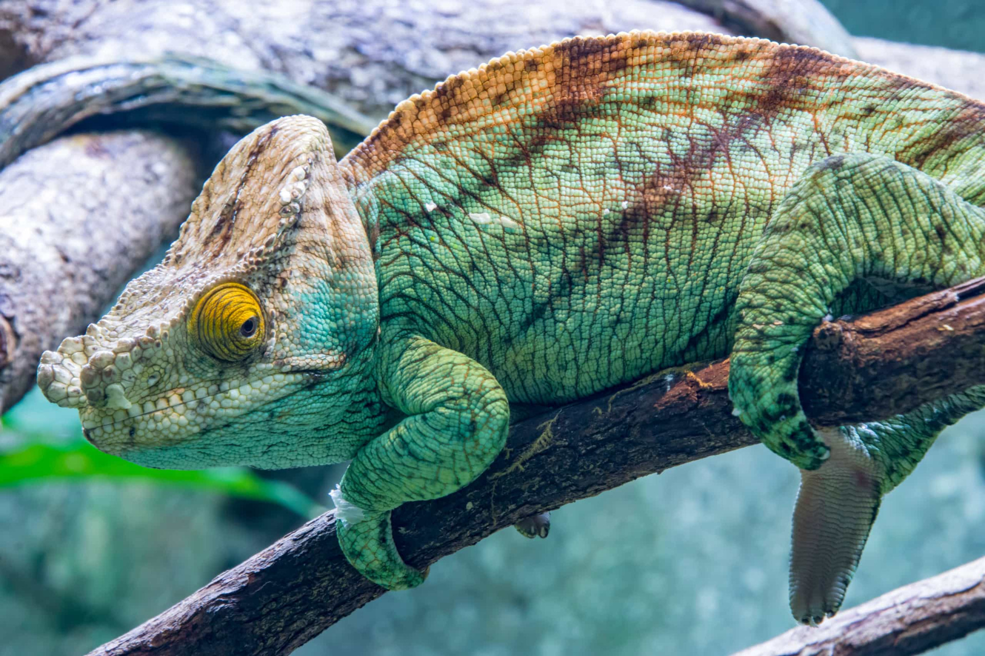 <p>One of the largest chameleons, pictured is a male with its distinctive orange eyelids.</p><p><a href="https://www.msn.com/en-us/community/channel/vid-7xx8mnucu55yw63we9va2gwr7uihbxwc68fxqp25x6tg4ftibpra?cvid=94631541bc0f4f89bfd59158d696ad7e">Follow us and access great exclusive content every day</a></p>
