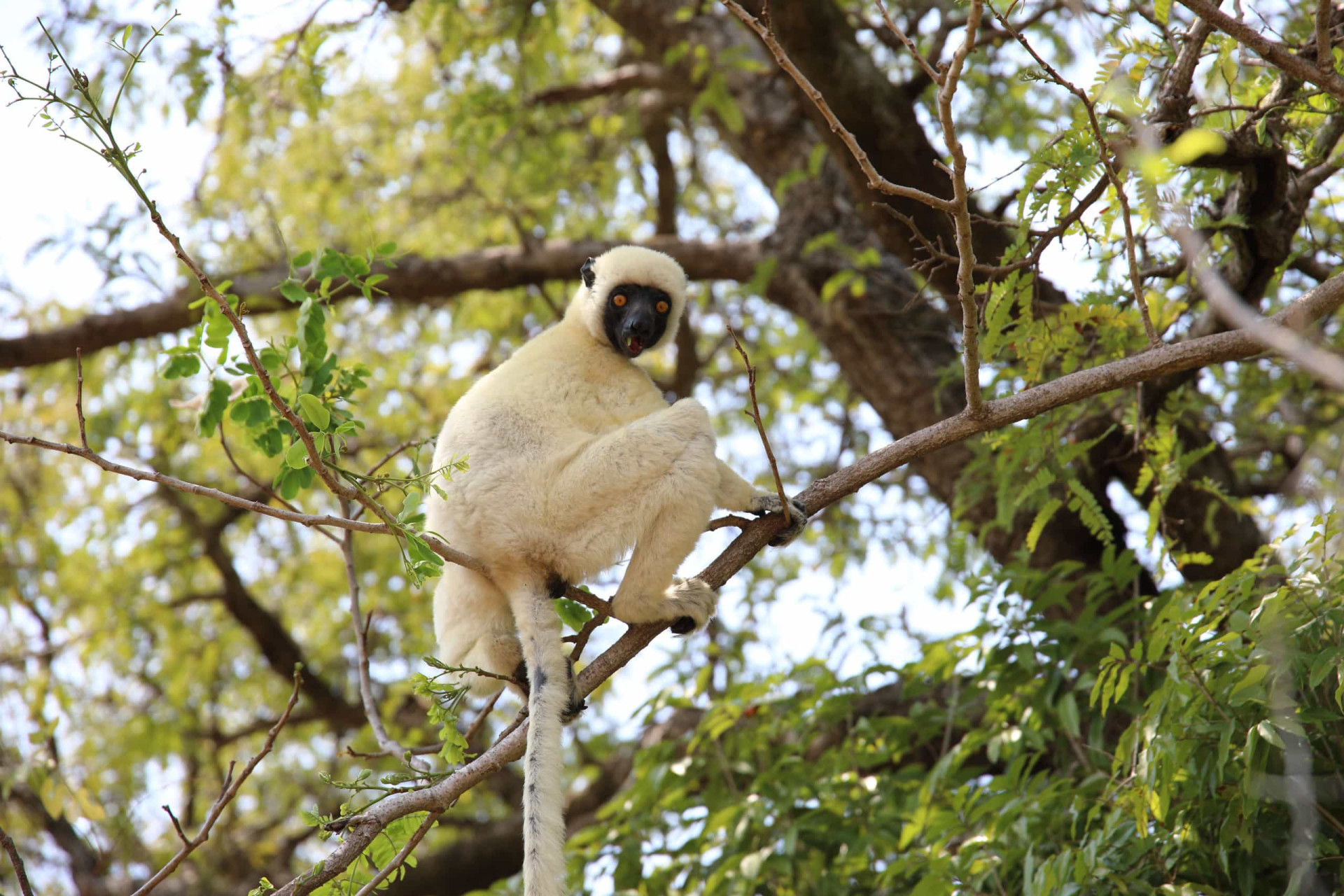<p>The silky sifaka is one of the rarest mammals on earth. It's found in a few protected areas in the rain forests of northeastern Madagascar.</p><p>You may also like:<a href="https://www.starsinsider.com/n/235884?utm_source=msn.com&utm_medium=display&utm_campaign=referral_description&utm_content=265328v11en-us"> Australia's mythical creatures</a></p>