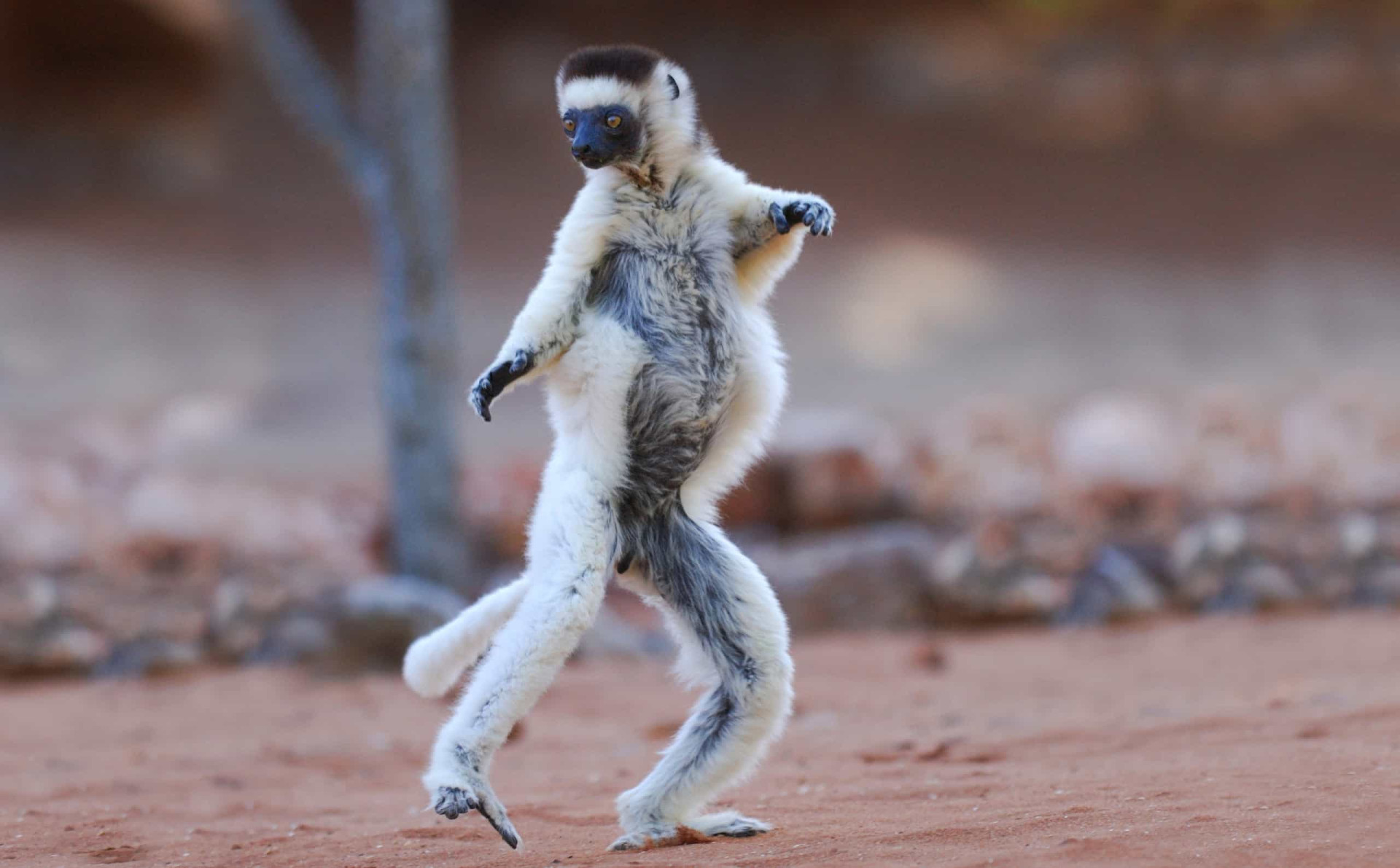 <p>The leaping form of a sifaka. Like all lemurs, sifakas are only found in Madagascar.</p><p><a href="https://www.msn.com/en-us/community/channel/vid-7xx8mnucu55yw63we9va2gwr7uihbxwc68fxqp25x6tg4ftibpra?cvid=94631541bc0f4f89bfd59158d696ad7e">Follow us and access great exclusive content every day</a></p>