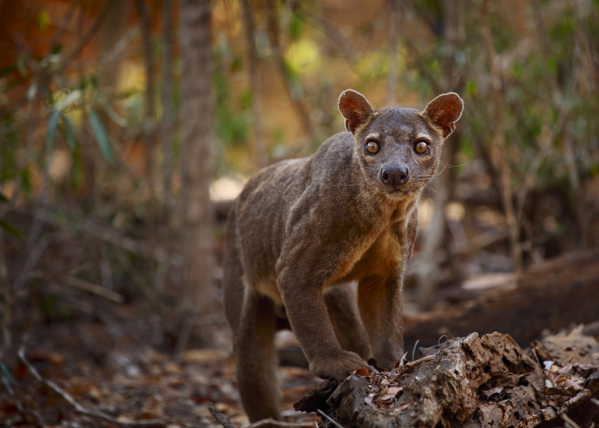 The cat-like fossa is Madagascar's very own cougar, although the animal is closely related to the mongoose family. <p><a href="https://www.msn.com/en-us/community/channel/vid-7xx8mnucu55yw63we9va2gwr7uihbxwc68fxqp25x6tg4ftibpra?cvid=94631541bc0f4f89bfd59158d696ad7e">Follow us and access great exclusive content every day</a></p>