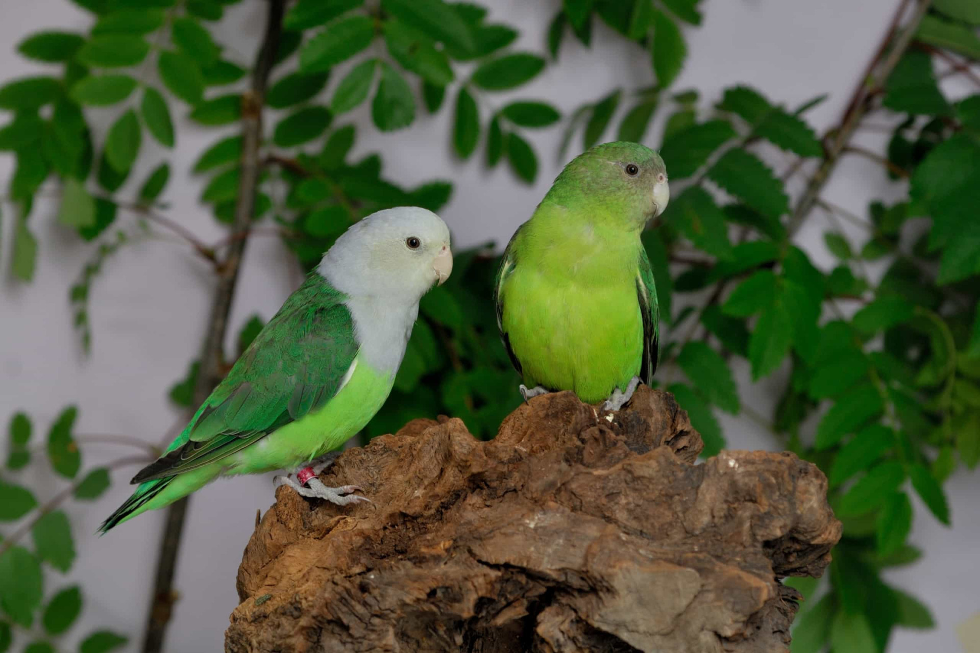 <p>The adult female (right) is entirely green while the adult male is distinguished by its pale grey head and upper body.</p><p><a href="https://www.msn.com/en-us/community/channel/vid-7xx8mnucu55yw63we9va2gwr7uihbxwc68fxqp25x6tg4ftibpra?cvid=94631541bc0f4f89bfd59158d696ad7e">Follow us and access great exclusive content every day</a></p>