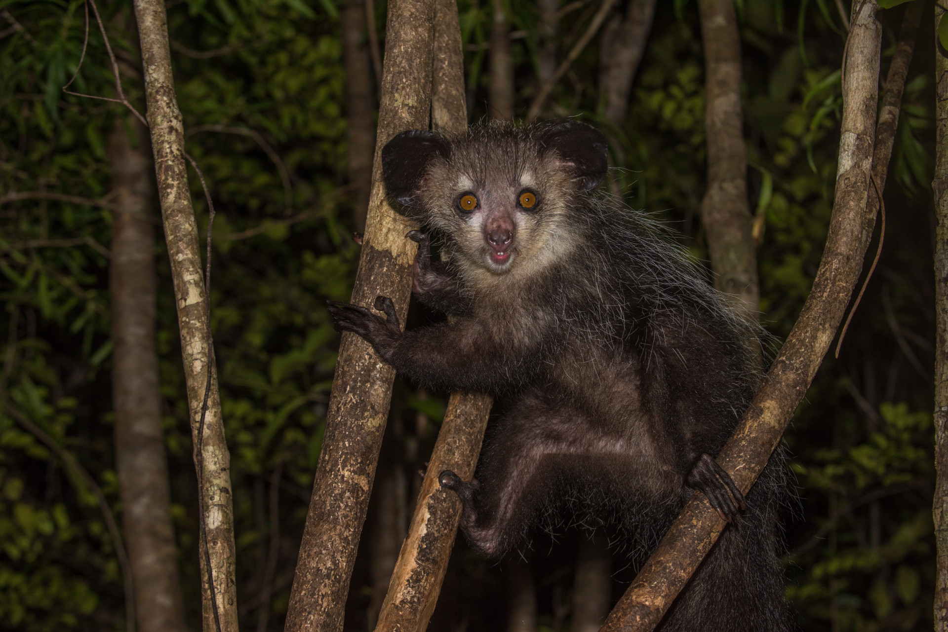 You'll need patience and a penchant for staying up all night to spy this endangered lemur, the world's largest nocturnal primate.<p>You may also like:<a href="https://www.starsinsider.com/n/483355?utm_source=msn.com&utm_medium=display&utm_campaign=referral_description&utm_content=265328v11en-us"> The devastating condition known as sepsis</a></p>