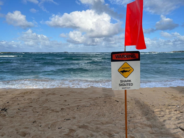 20-year-old tourist injured in potential shark attack in Hawaii