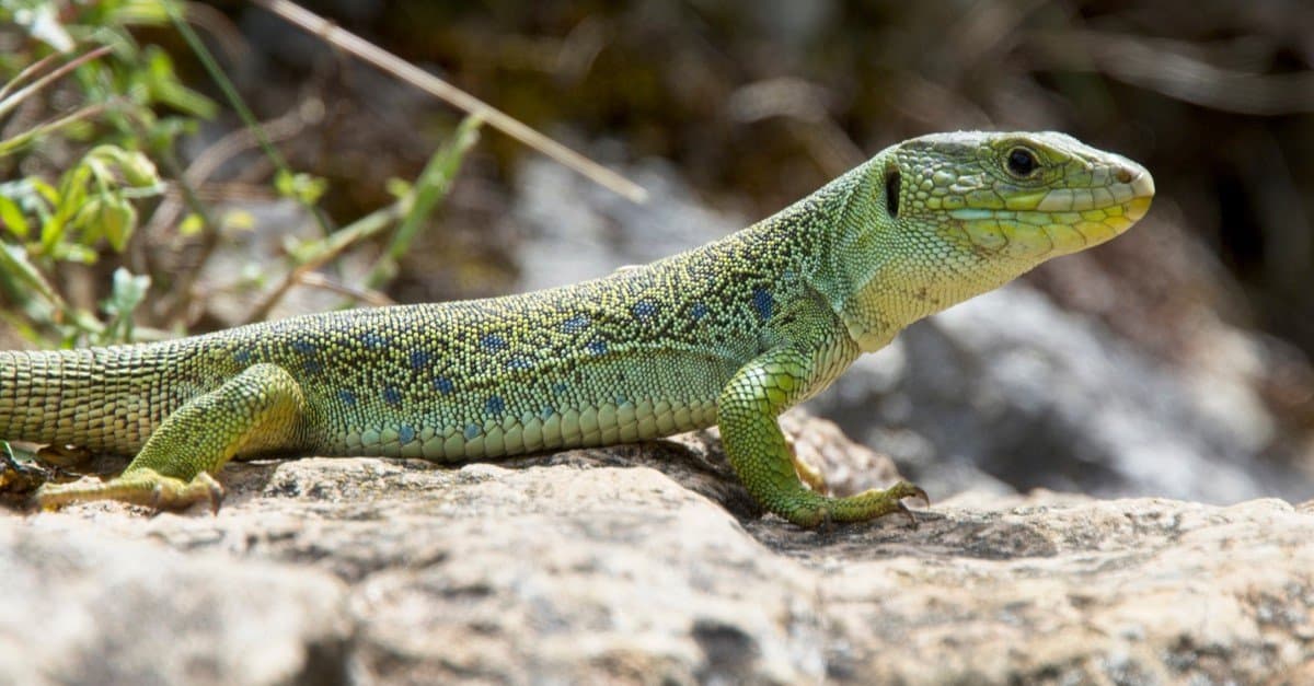 10 Invasive Lizards You’ll Find in America (Most Are In Florida!)