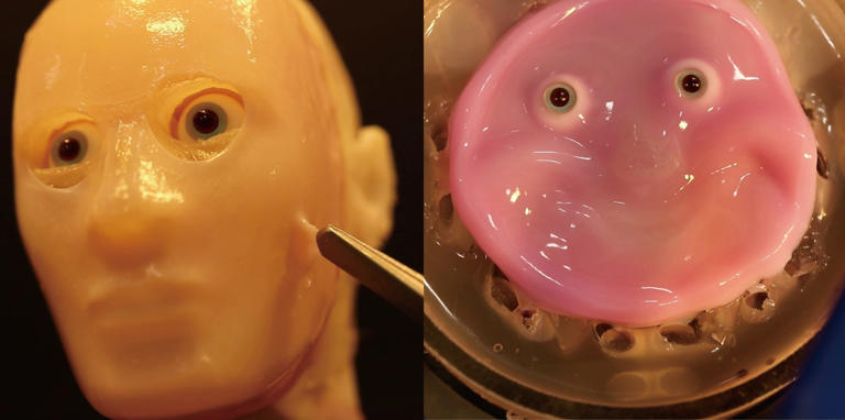 Researchers created a 3D facial mold and a 2D robot covered with lab-grown living skin. The University of Tokyo