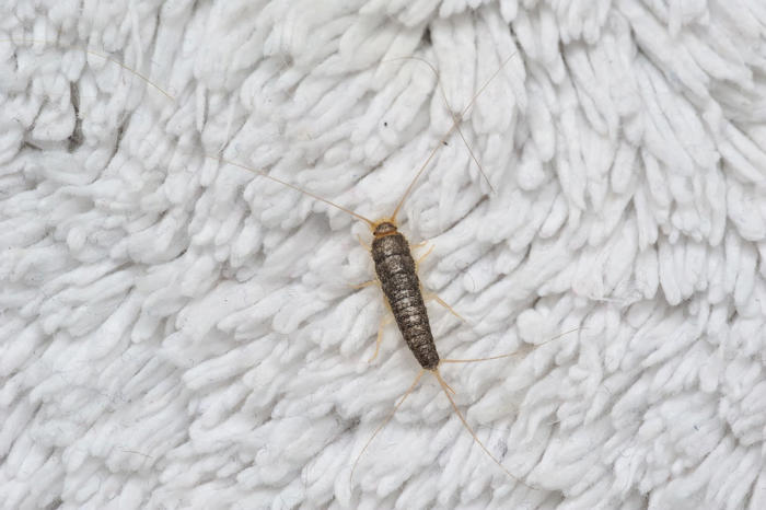 how to, silverfish infestation: how to spot and eliminate these pesky invaders