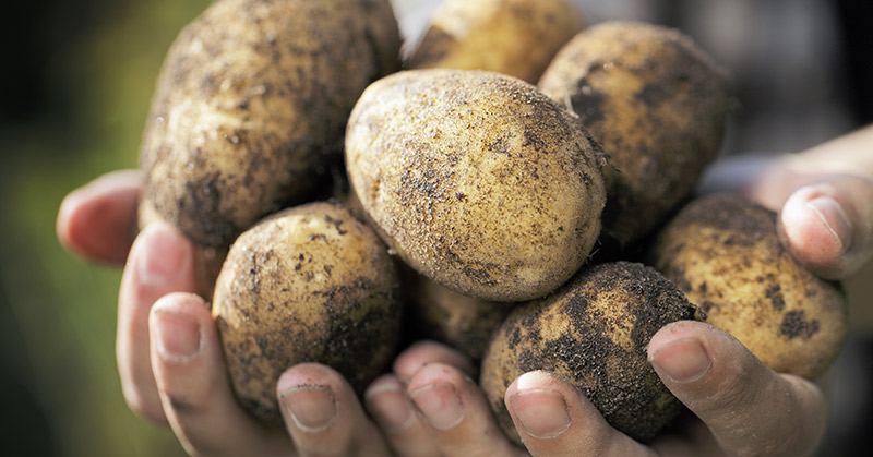 10 Successful Gardening Tips For A Big Potato Garden