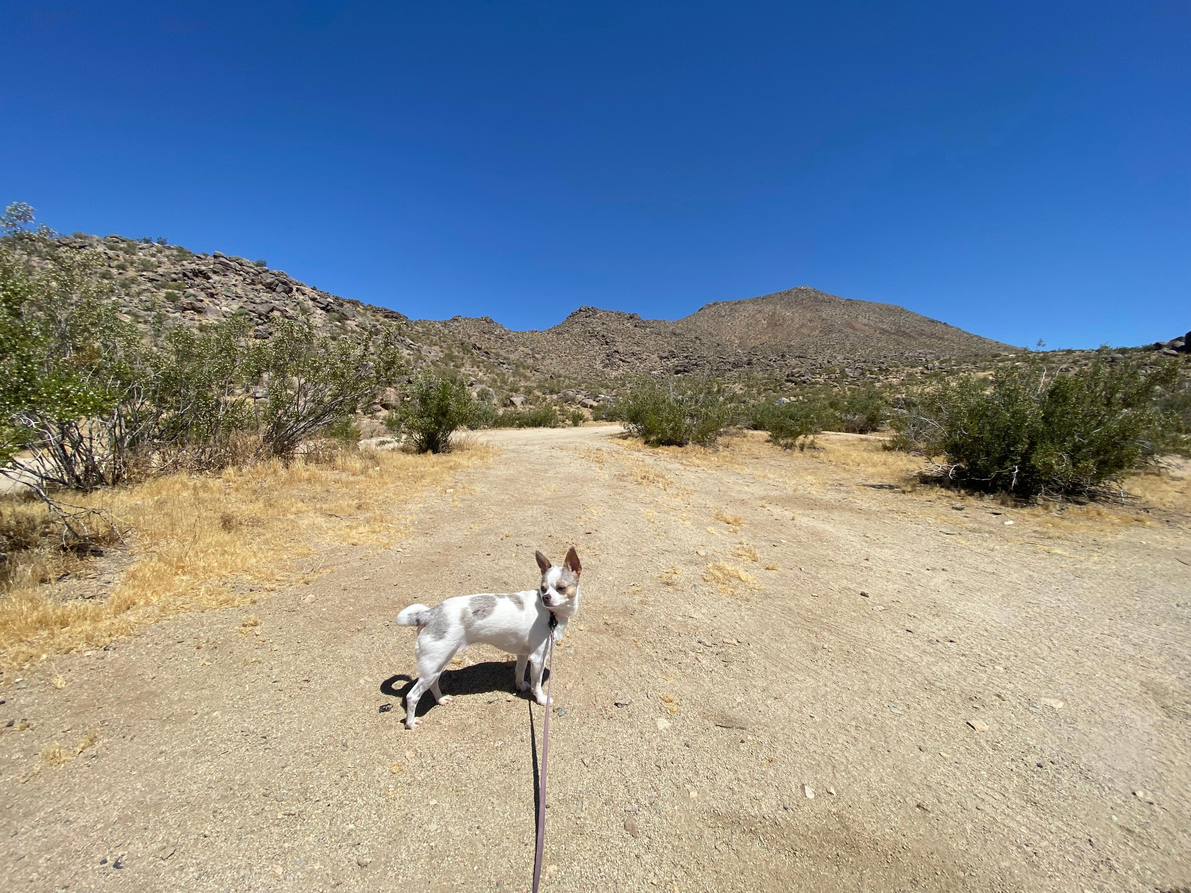 McKenna And Hiking Pup Lupe Tried Bell Mountain In The High Desert ...