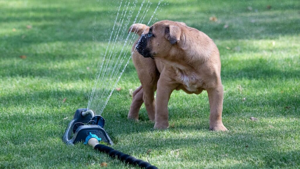 <p>It is rare that you can find a human waterpark that allows dogs, but if you do, some dogs find it to be an incredibly fun water-based activity.</p> <p>You can also set up sprinklers in your own yard.</p>