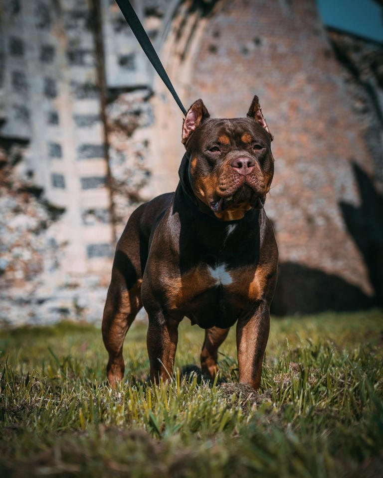 Dead XL bully found locked inside cage found in a canal