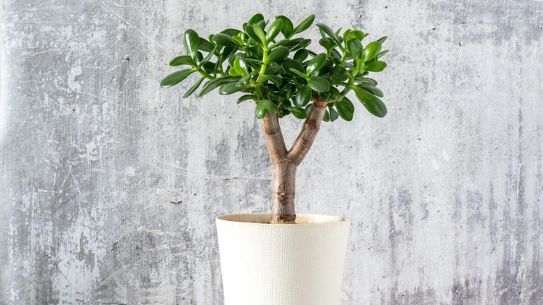 El árbol de jade se relaciona con prosperidad y buena energía.