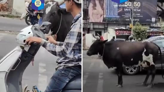 The image is taken from a video shared by Pune Police that shows a cow waiting patiently at a traffic stop.