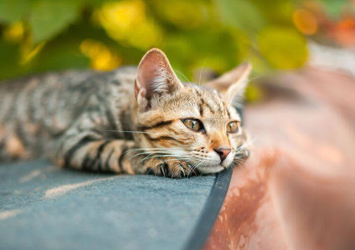 【獣医師解説】夏がやってくる！猫のサマーカットは有効？