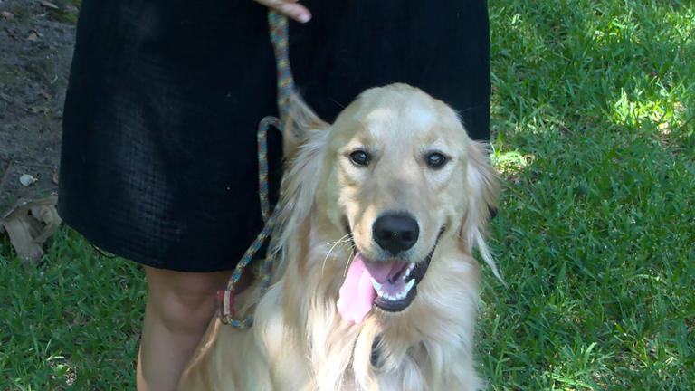 A lost golden retriever was found alive Tuesday, 36 hours after he went missing in a boating accident and traveling across the Ashley River.