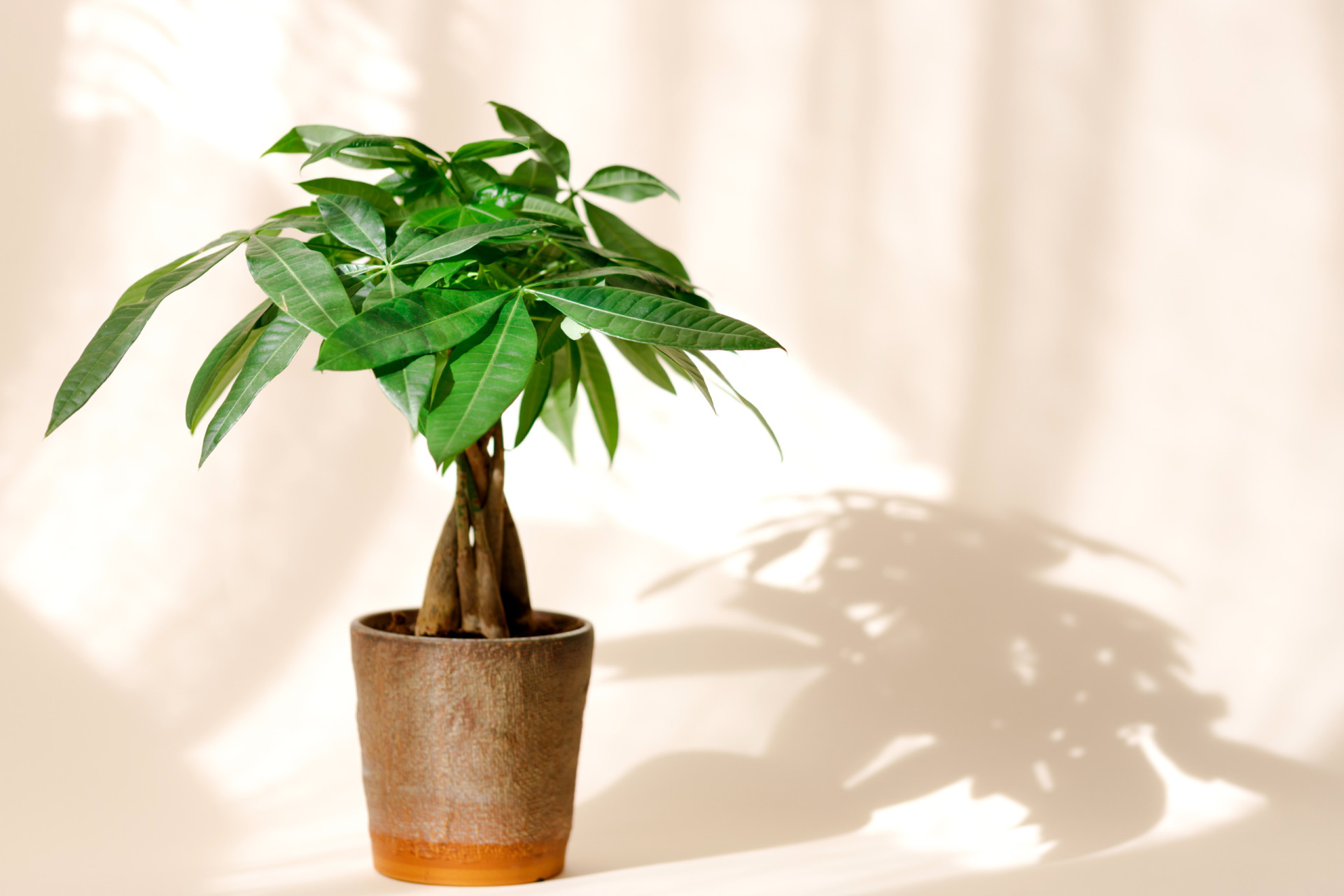 The best indoor trees to grow in your home