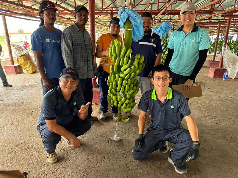 國合會駐貝里斯技術團引入臺灣「寶島蕉」，提升貝里斯香蕉抗疫新能量