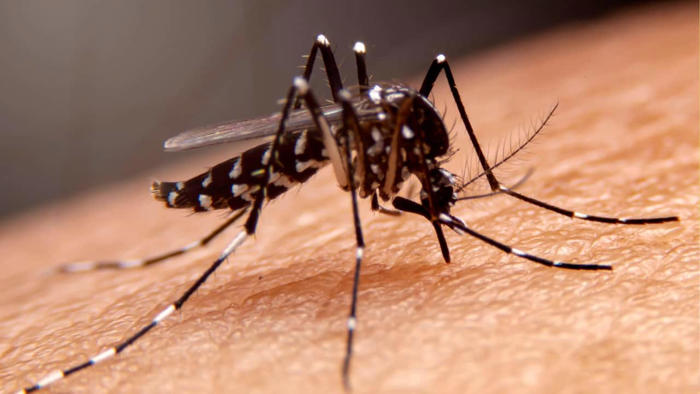zika virus: symptoms, risks and preventive measures