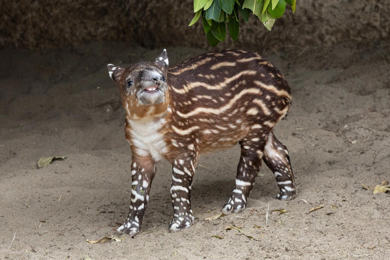 Endangered Baird's Tapir Calf, as Yet Unnamed, Born at San Diego Zoo