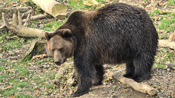 niedźwiedzie nawiedzają włoski region. władze mają plan