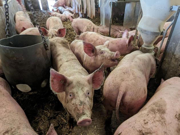 schweinepest rückt näher: landkreis bereitet sich vor